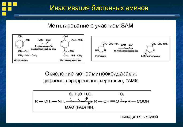 Биогенные амины это