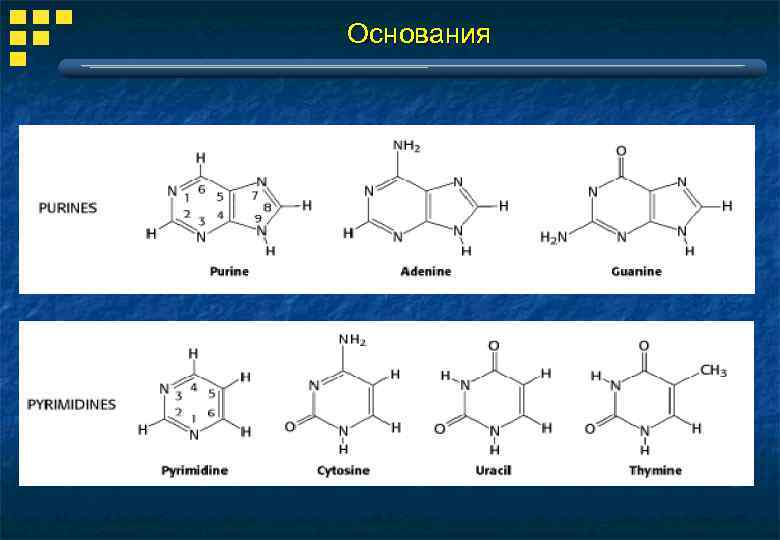 Основания 