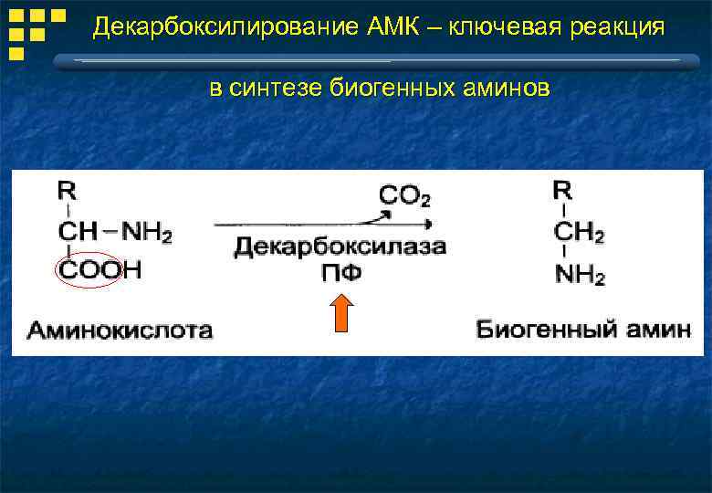 Декарбоксилирование АМК – ключевая реакция в синтезе биогенных аминов 