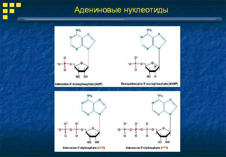 Адениновые нуклеотиды 