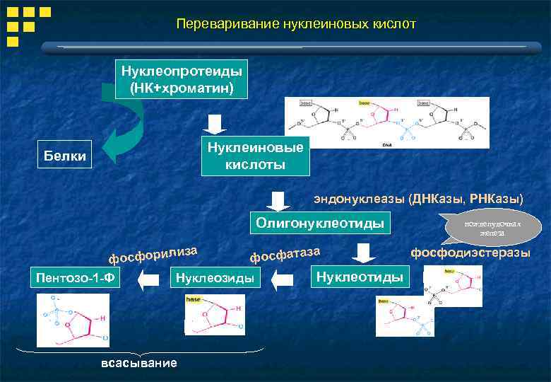 Переваривание нуклеиновых кислот Нуклеопротеиды (НК+хроматин) Нуклеиновые кислоты Белки эндонуклеазы (ДНКазы, РНКазы) Олигонуклеотиды за осфорили