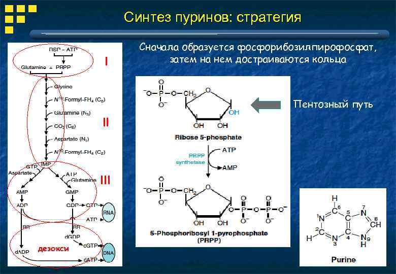 Синтез пуринов: стратегия I Сначала образуется фосфорибозилпирофосфат, затем на нем достраиваются кольца Пентозный путь