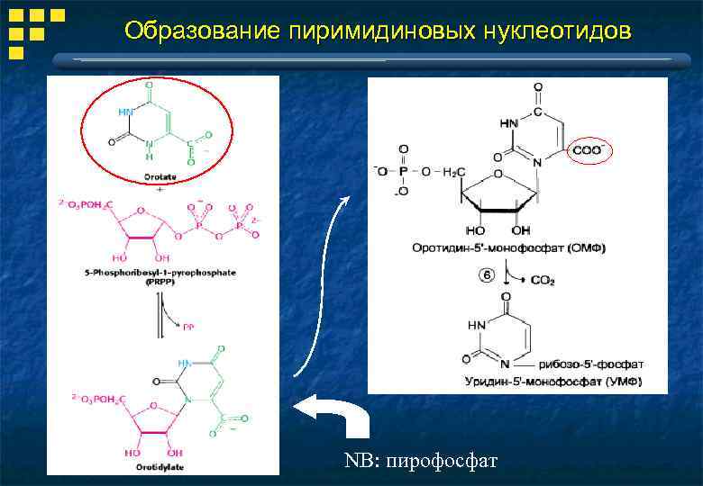 Образование пиримидиновых нуклеотидов NB: пирофосфат 