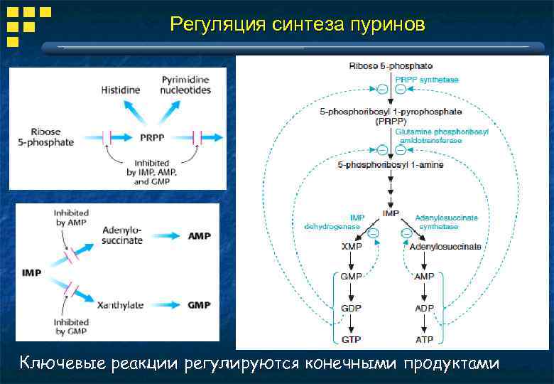 Регуляция синтеза пуринов Ключевые реакции регулируются конечными продуктами 