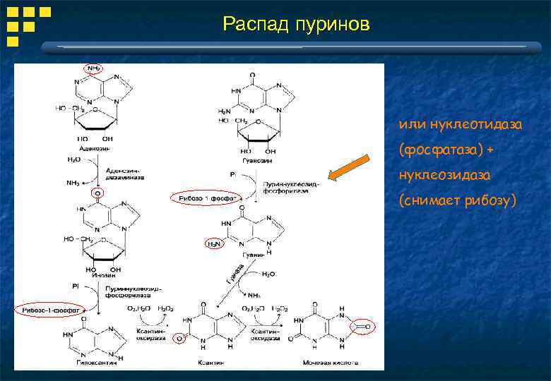 Распад пуринов или нуклеотидаза (фосфатаза) + нуклеозидаза (снимает рибозу) 