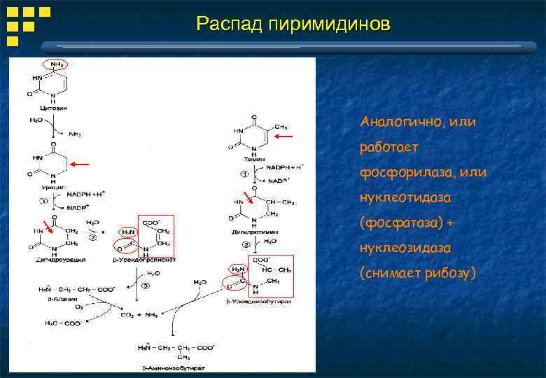 Распад пиримидинов Аналогично, или работает фосфорилаза, или нуклеотидаза (фосфатаза) + нуклеозидаза (снимает рибозу) 