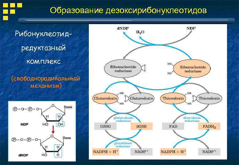 Образование дезоксирибонуклеотидов Рибонуклеотидредуктазный комплекс (свободнорадикальный механизм) 