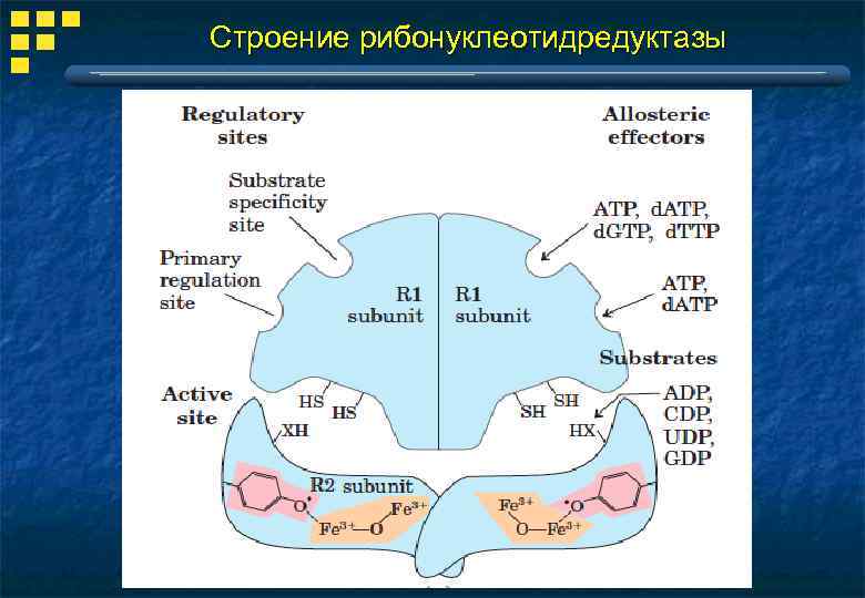 Строение рибонуклеотидредуктазы 