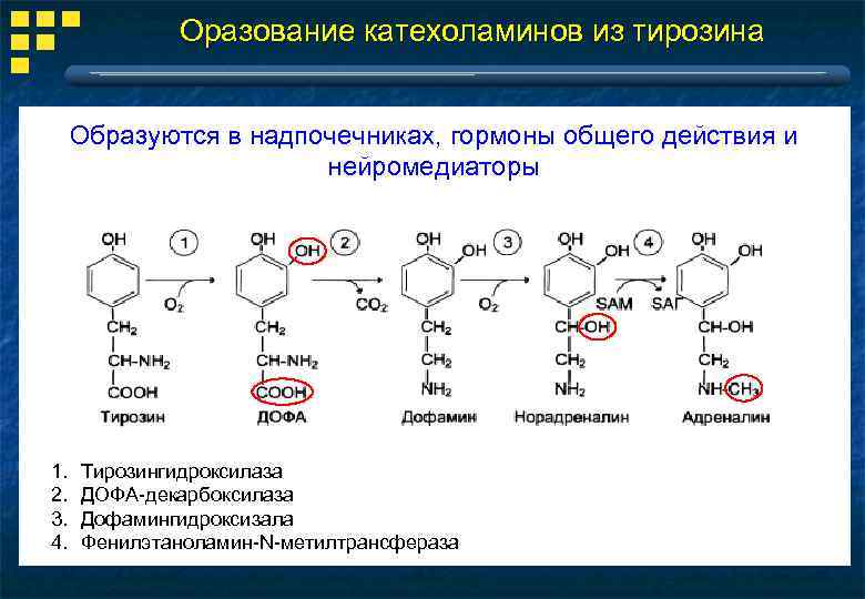 Оразование катехоламинов из тирозина Образуются в надпочечниках, гормоны общего действия и нейромедиаторы 1. 2.