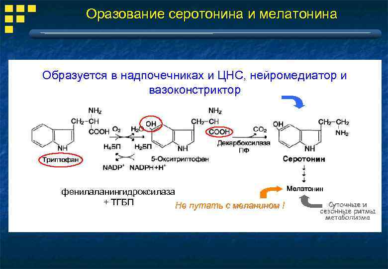 Оразование серотонина и мелатонина Образуется в надпочечниках и ЦНС, нейромедиатор и вазоконстриктор фенилаланингидроксилаза +