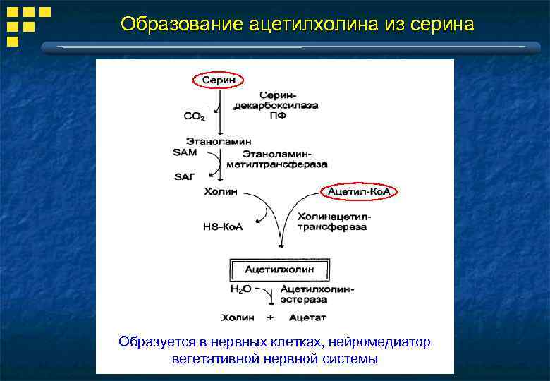 Образование ацетилхолина из серина Образуется в нервных клетках, нейромедиатор вегетативной нервной системы 