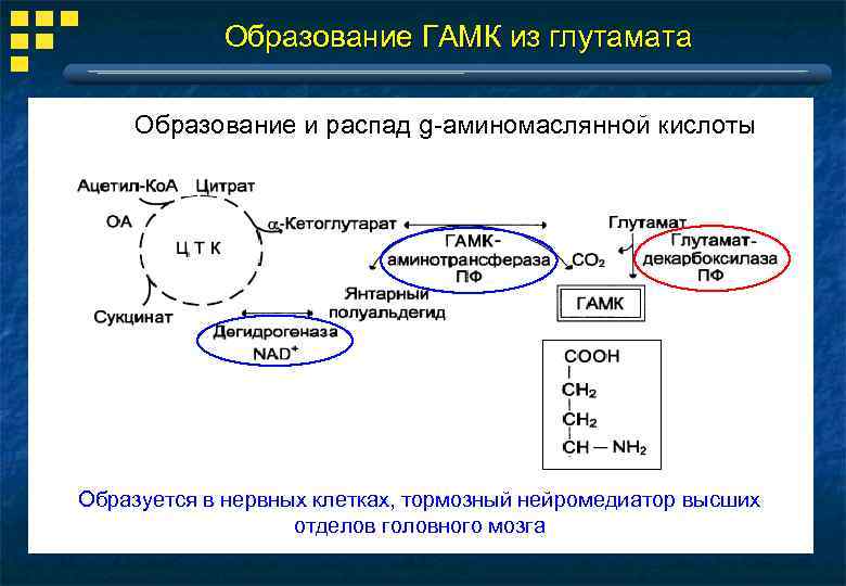 Образование ГАМК из глутамата Образование и распад g-аминомаслянной кислоты Образуется в нервных клетках, тормозный