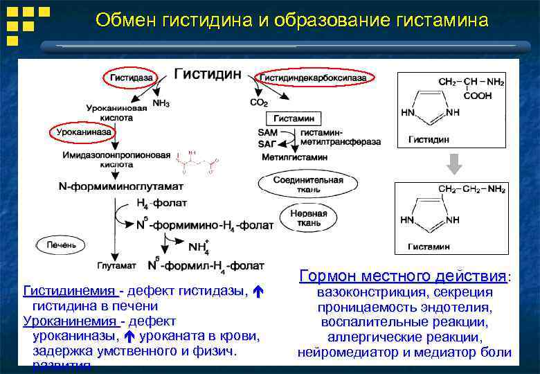 Обмен гистидина и образование гистамина Гистидинемия - дефект гистидазы, гистидина в печени Уроканинемия -