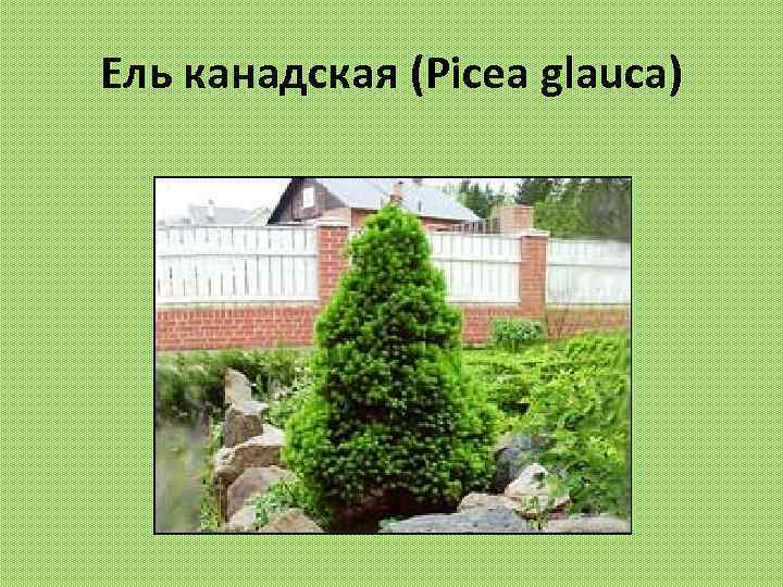Ель канадская (Picea glauca) 