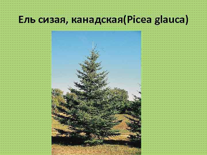 Ель сизая, канадская(Picea glauca) 