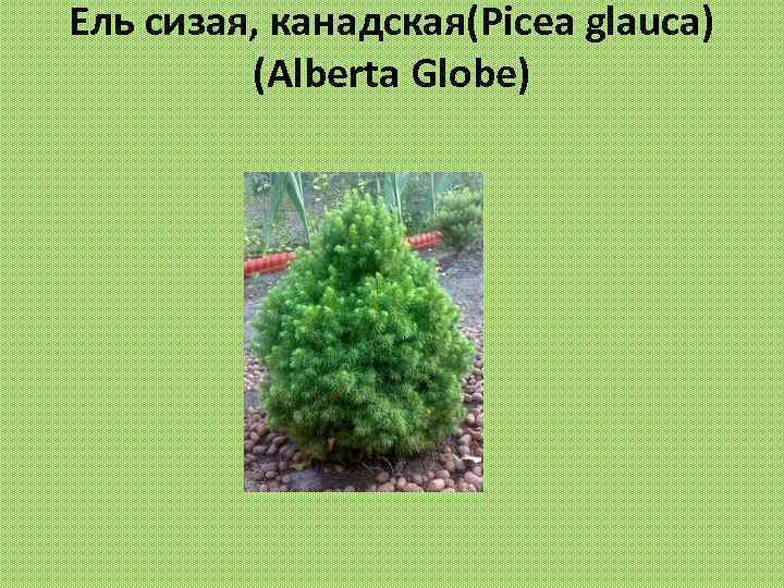 Ель сизая, канадская(Picea glauca) (Alberta Globe) 