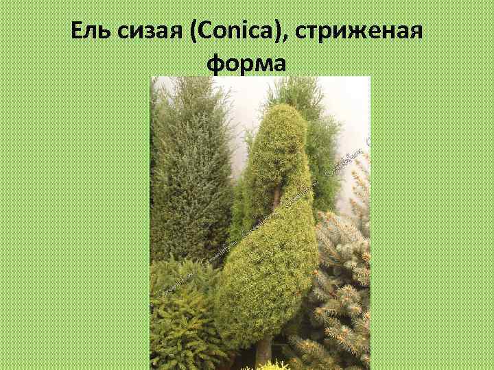 Ель сизая (Conica), стриженая форма 