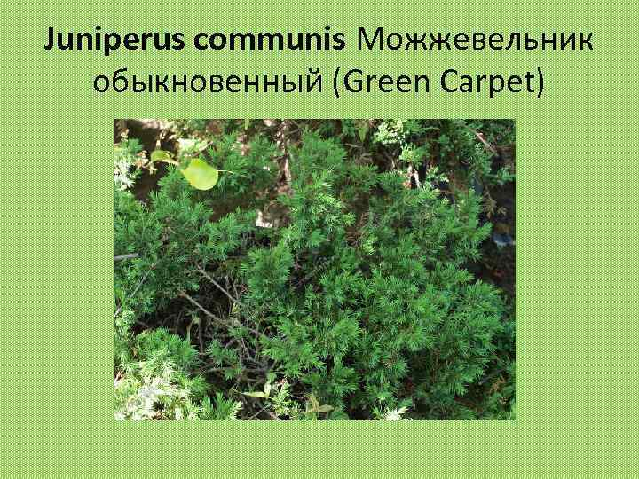 Juniperus communis Можжевельник обыкновенный (Green Carpet) 