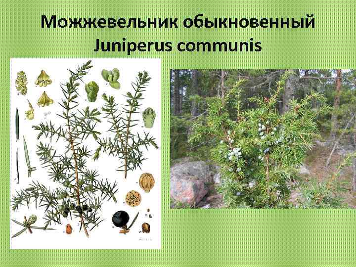 Можжевельник обыкновенный Juniperus communis 
