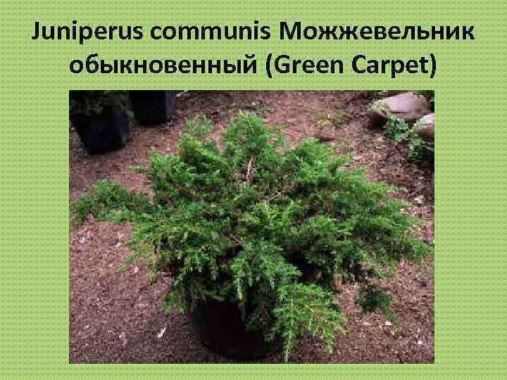 Juniperus communis Можжевельник обыкновенный (Green Carpet) 