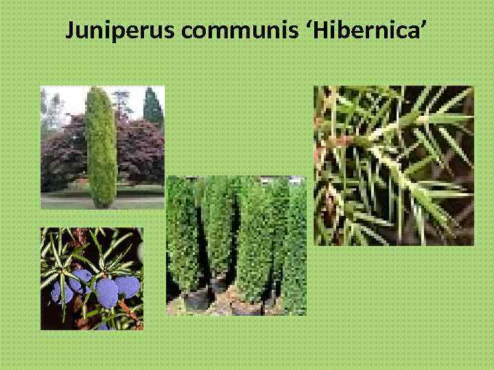 Juniperus communis ‘Hibernica’ 