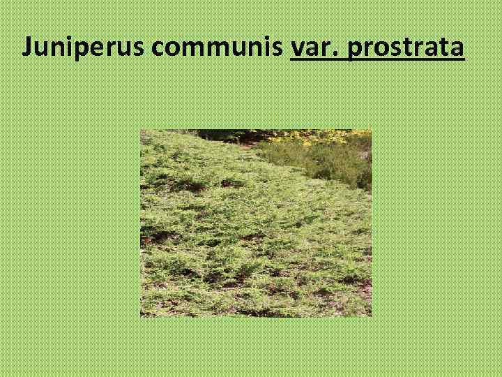 Juniperus communis var. prostrata 
