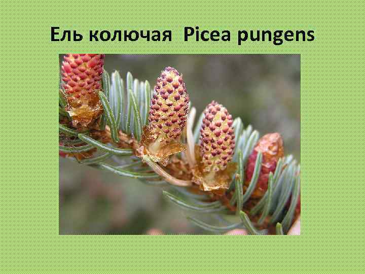 Ель колючая Picea pungens 