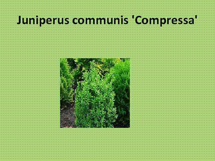 Juniperus communis 'Compressa' 