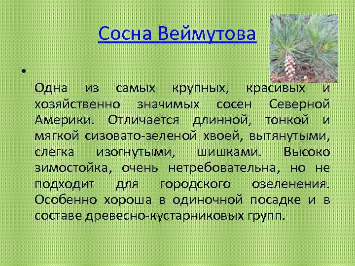 Сосна Веймутова • Одна из самых крупных, красивых и хозяйственно значимых сосен Северной Америки.