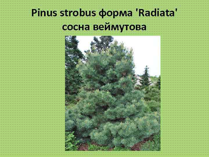 Pinus strobus форма 'Radiata' сосна веймутова 
