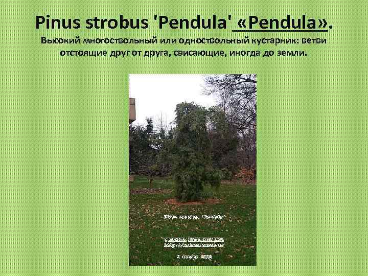 Pinus strobus 'Pendula' «Рendula» . Высокий многоствольный или одноствольный кустарник: ветви отстоящие друг от