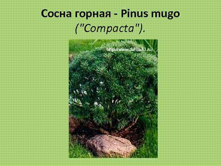 Сосна горная - Pinus mugo (