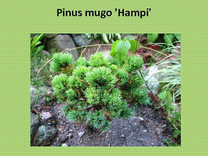 Pinus mugo 'Hampi' 