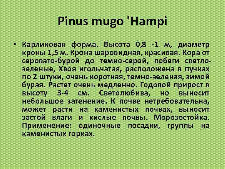 Pinus mugo 'Hampi • Карликовая форма. Высота 0, 8 -1 м, диаметр кроны 1,