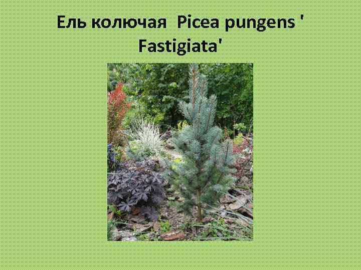 Ель колючая Picea pungens ' Fastigiata' 