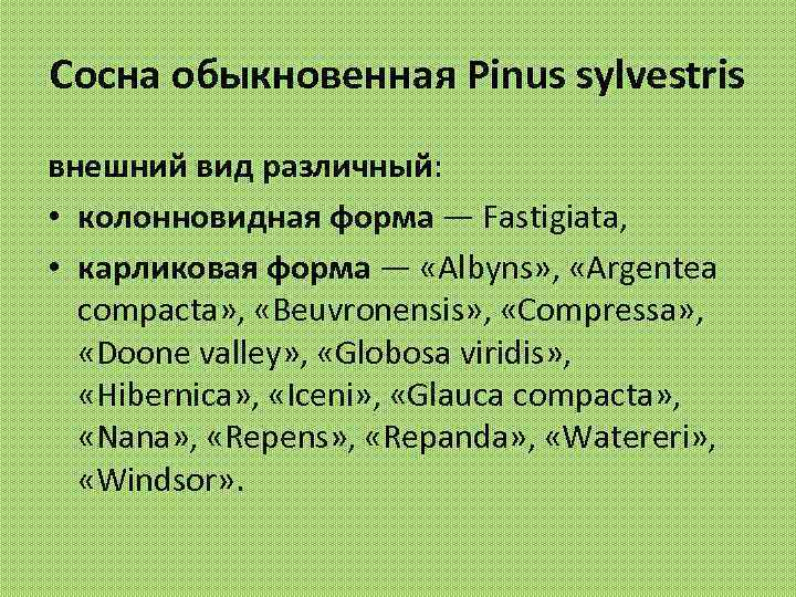 Сосна обыкновенная Pinus sylvestris внешний вид различный: • колонновидная форма — Fastigiata, • карликовая