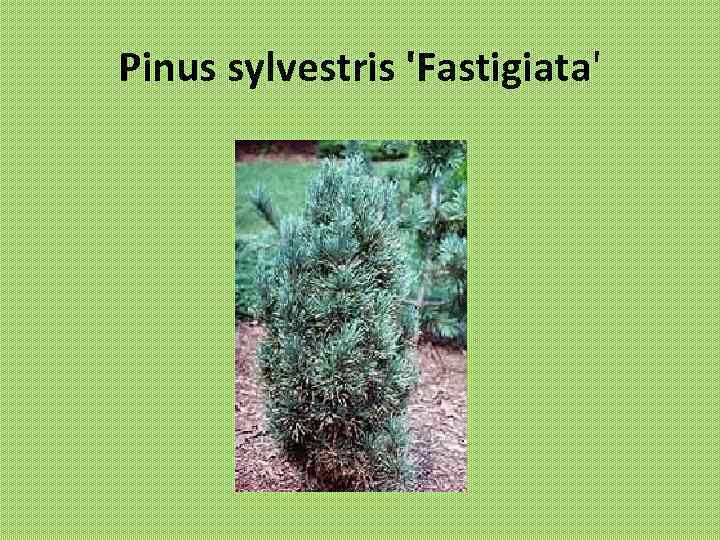 Pinus sylvestris 'Fastigiata' 