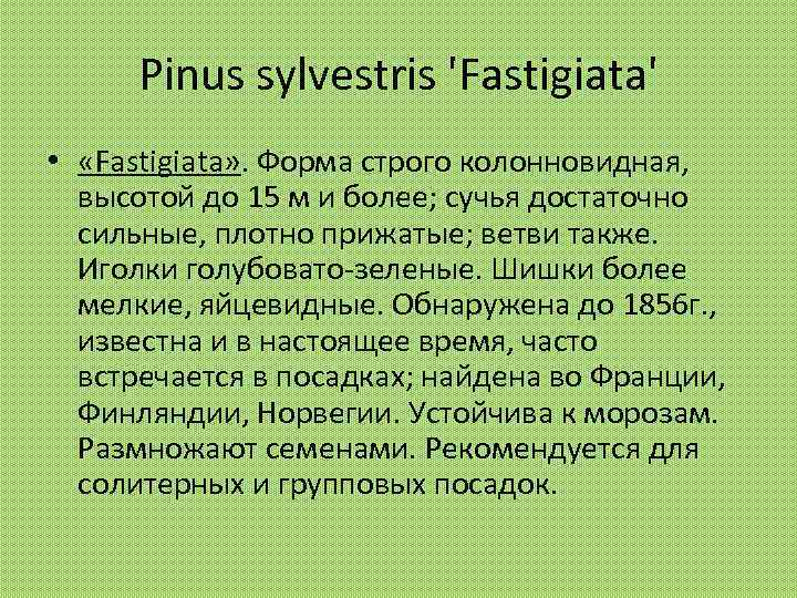 Pinus sylvestris 'Fastigiata' • «Fastigiata» . Форма строго колонновидная, высотой до 15 м и