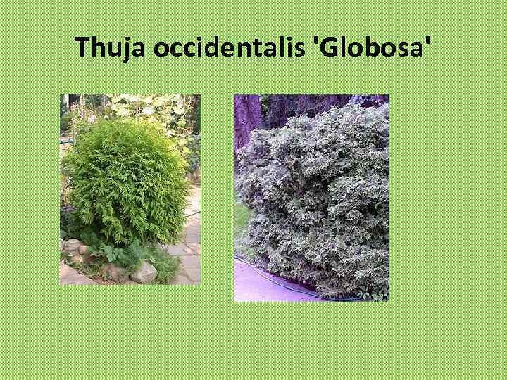 Thuja occidentalis 'Globosa' 