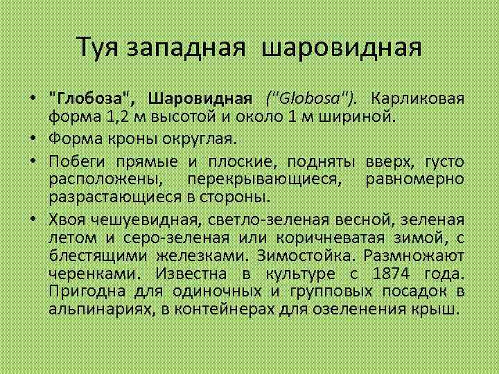 Туя западная шаровидная • 