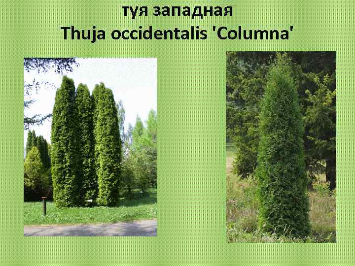 туя западная Thuja occidentalis 'Columna' 