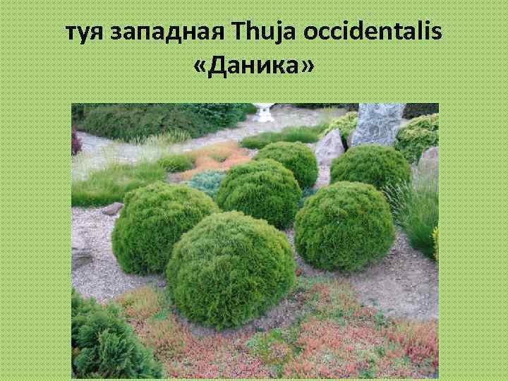 туя западная Thuja occidentalis «Даника» 