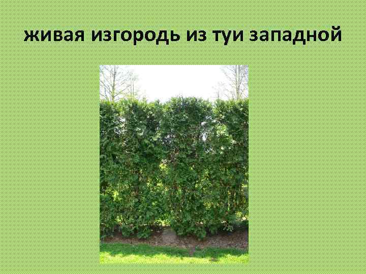 живая изгородь из туи западной 