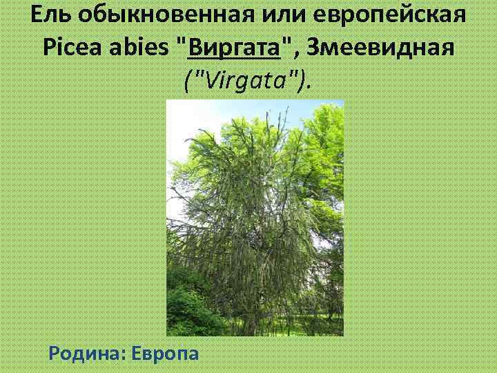Ель обыкновенная или европейская Picea abies 