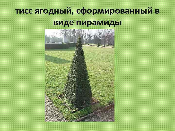 тисс ягодный, сформированный в виде пирамиды 