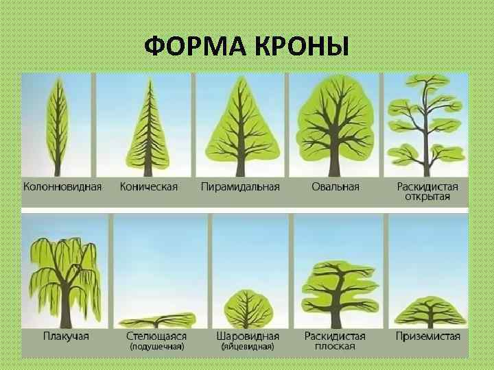 ФОРМА КРОНЫ 