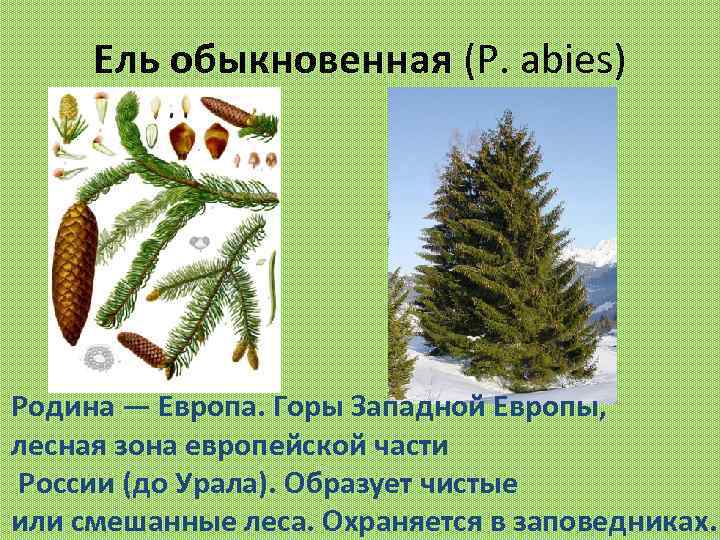 Ель обыкновенная (Р. abies) Родина — Европа. Горы Западной Европы, лесная зона европейской части