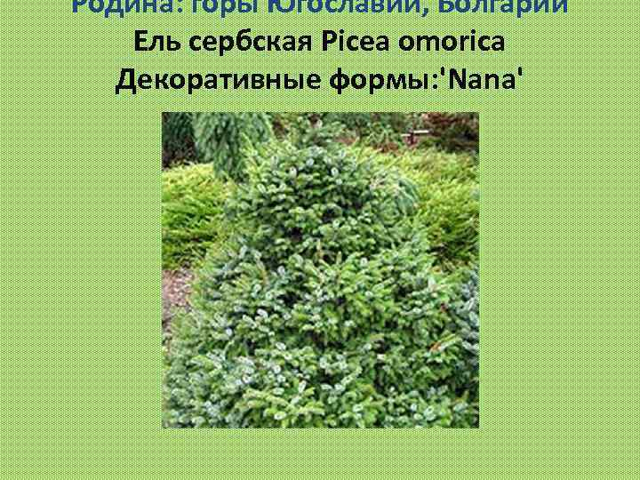 Родина: горы Югославии, Болгарии Ель сербская Picea omorica Декоративные формы: 'Nana' 