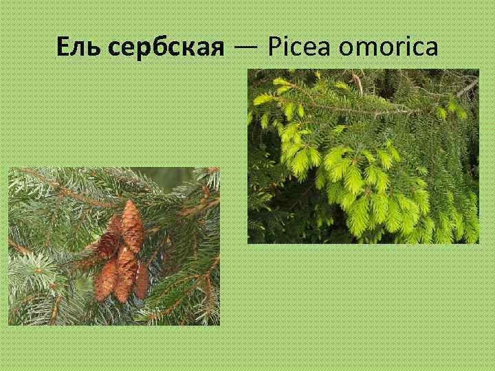 Ель сербская — Picea omorica 