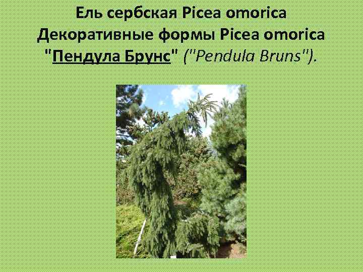 Ель сербская Picea omorica Декоративные формы Picea omorica 